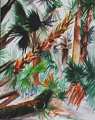 Sugar Sand And Sandspurs